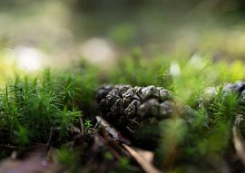 Soft landing. by anne vlietstra