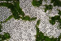 Mikroskopische Tropfen