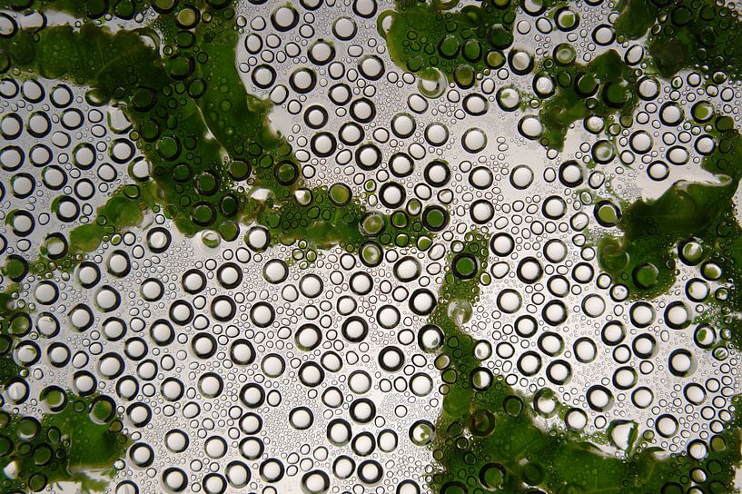 Mikroskopische Tropfen von Diva in the Dark