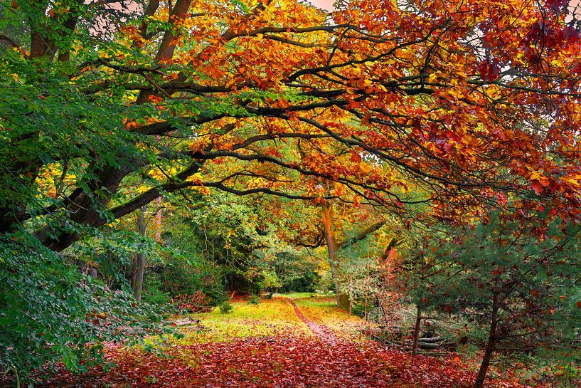 autumn arch by snippefotografie