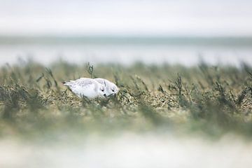 Drieteenstrandloper op Texel van Danny Slijfer Natuurfotografie