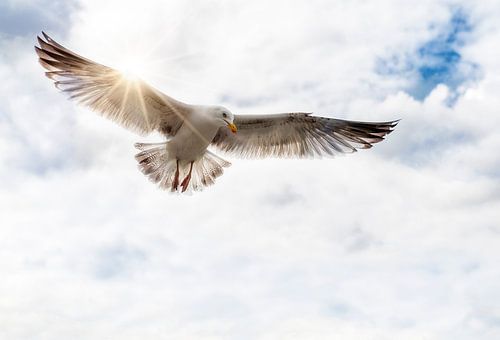 Seagull
