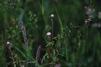 Dandelion in grasses