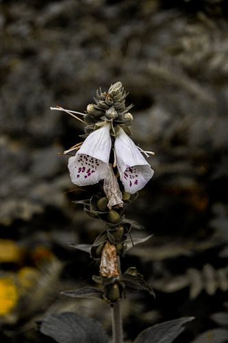 Der Frühling ist wieder da. Makrofotografie, Blume, Zwolle, Niederlande