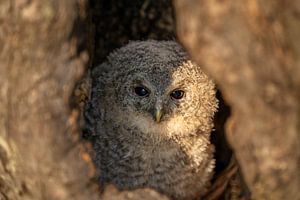 Tawny owl in its own cottage by JD