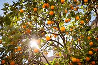 Zomerse Sinasappelboom van Arthur van Iterson thumbnail