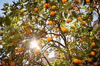 Zonnige Oogst: Sinaasappelboom in Volle Bloei