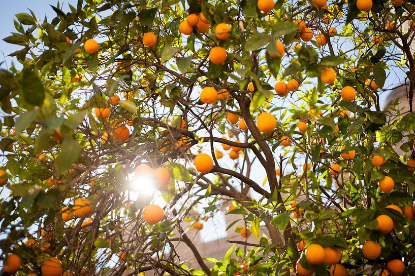 Sommer-Orangenbaum von Arthur van Iterson