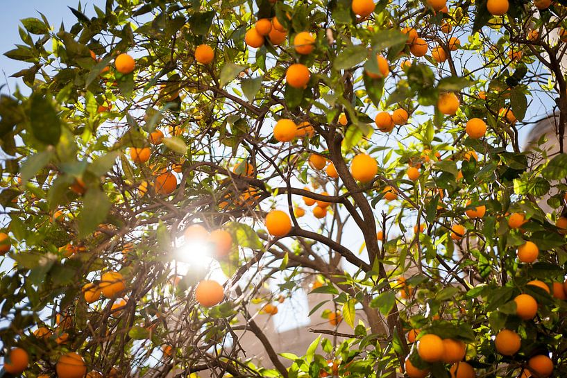 Zomerse Sinasappelboom van Arthur van Iterson