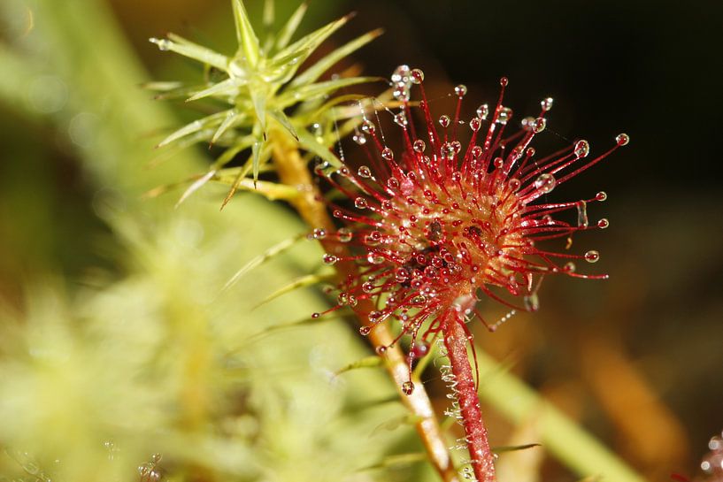 Zonnedauw by Frouwkje Fotografie