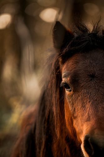 Paardenoog in Gloed Intense Rust in Beeld