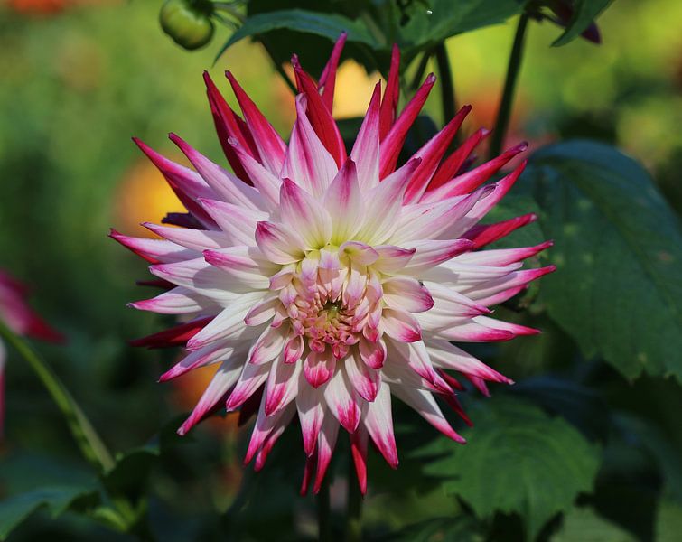 Sorbet au dahlia par Matthias Brix