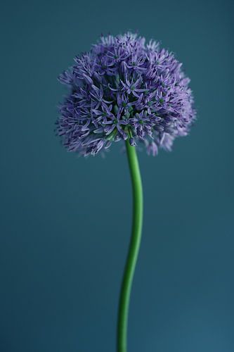 Allium