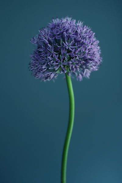 Allium van Carla Van Iersel