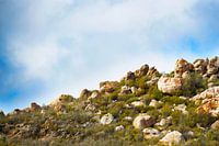 Afrikaanse Cederberg 