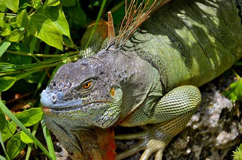 Grüner Leguan