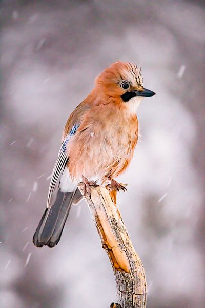 The Jay, also called Jay (Garrulus glandarius) by Gert Hilbink