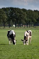 Koeien in de weide