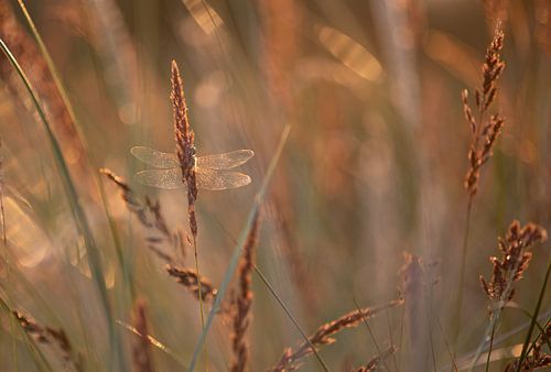 Zonsondergang libelle