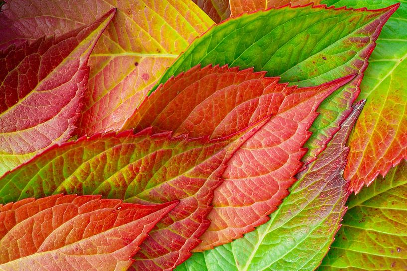 Colorful autumn leaves in the colors yellow, red and green by Nicole