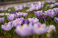 Lente bokeh