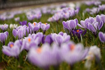 Lente bokeh van Patricia van Nes