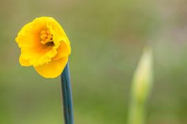 Daffodil blossom by Photoart-Naegele