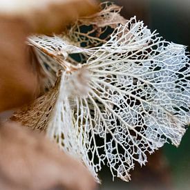 Veins of a faded hydrangea by Tjamme Vis