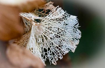 Uitgebloeid hortensia bloemblad. van Tjamme Vis