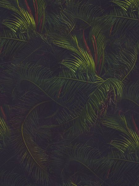 Tiefer Wald von Marina de Wit