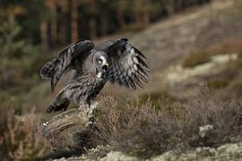 Bartkauz * Strix nebulosa * schlägt mit den Flügeln von wunderbare Erde