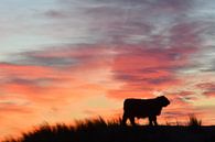 Hooglander silhouette van Evert-Jan Woudsma thumbnail