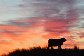 Hooglander silhouette by Evert-Jan Woudsma
