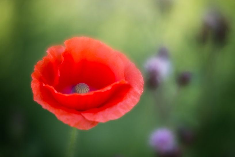 Klaproos, poppy von Robert van Hall