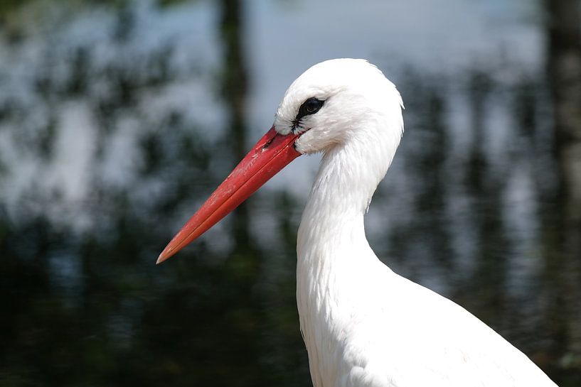 ooievaar by NanKee Fotografie 