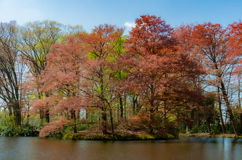 Spring blossom