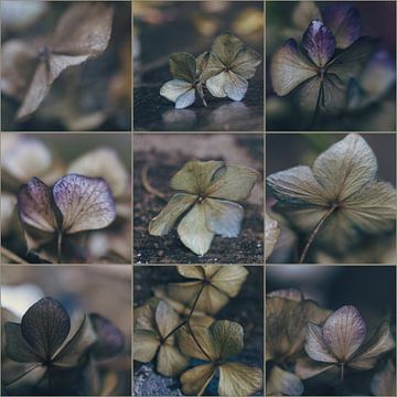Hydrangea-collage van Rob van der Pijll
