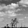Noir Flohay Skeletbomen, België van Imladris Images