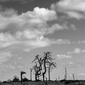 Noir Flohay Skeletbomen, België van Imladris Images