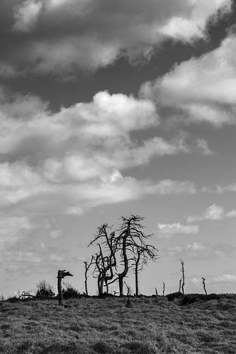 Noir Flohay Skeleton Trees, Belgium