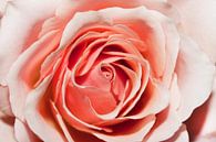Rose by Maurice Looyestein thumbnail