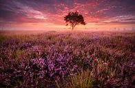 Rosa Sonnenaufgang auf der Kalmthoutse Heide von Ellen van den Doel Miniaturansicht