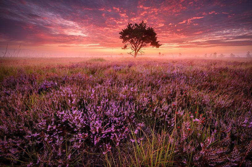 Rosa Sonnenaufgang auf der Kalmthoutse Heide von Ellen van den Doel