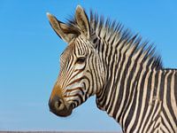 Bergzebra Portrait