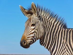 Bergzebra Portrait