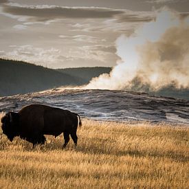 Amerikaanse bizon in Nationaalpark Yellowstone Amerika voor de Old Faitful geiser van Christien Brandwijk