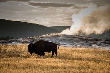 American bison in Yellowstone National Park America in front of the Old Faitful geyser by Christien Brandwijk