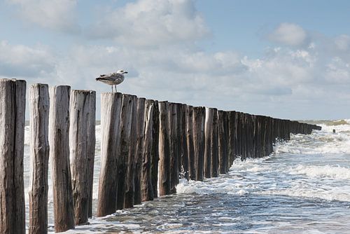 Meeuw op een golfbreker op het strand van Cadzand, Zeeland