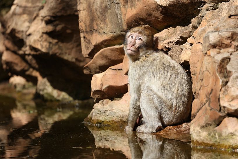 Singe de Barbarie au rocher par Miranda Jansen Fotografie