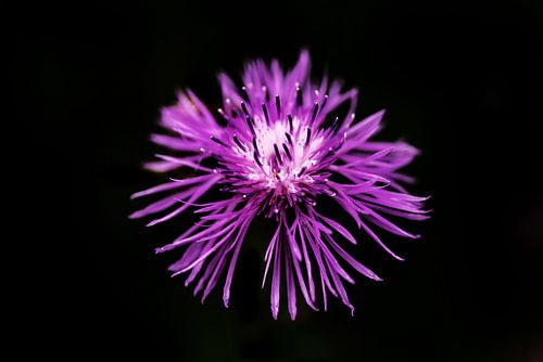 Knotweed in low key.